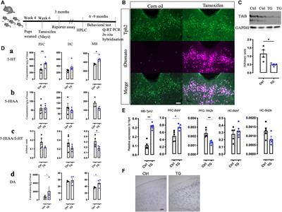 Depletion of TrkB Receptors From Adult Serotonergic Neurons Increases Brain Serotonin Levels, Enhances Energy Metabolism and Impairs Learning and Memory